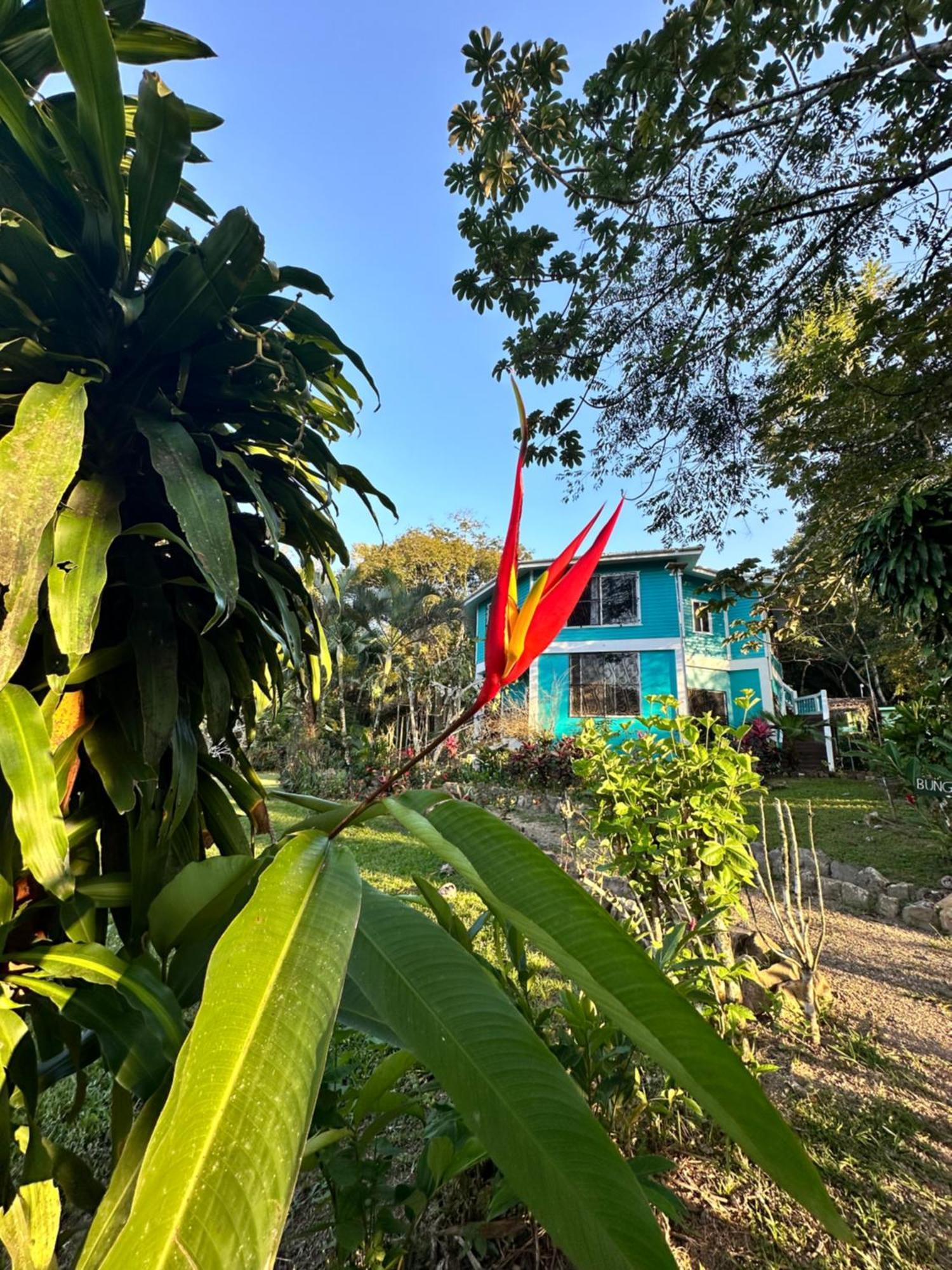 Bocawina Rainforest Resort Hopkins Kültér fotó