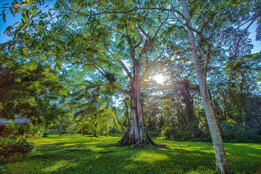 Bocawina Rainforest Resort Hopkins Kültér fotó