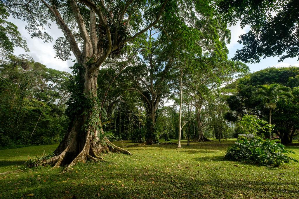 Bocawina Rainforest Resort Hopkins Kültér fotó